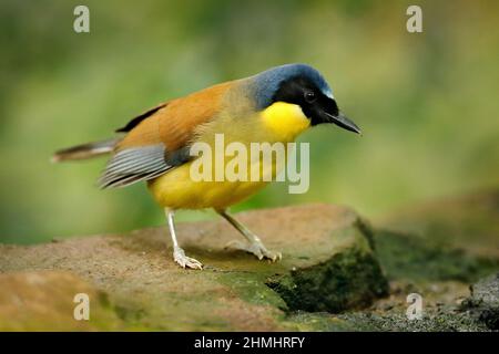 Il brivido ridente coronato da blu o il ridicolo di Courtois, Garrulax Dryonastes courtoisi. Blu, giallo e nero songbird seduto sulla roccia con verde Foto Stock