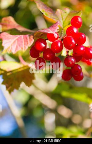 Bacche di Rowan, primo piano. Autunno Still Life. Foto Stock