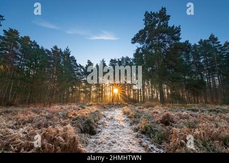 Sole che sorge dietro Scots Pine Trees e sentiero ghiacciato su Heath, Newtown Common, vicino a Newbury, Berkshire, Inghilterra, Regno Unito, Europa Foto Stock