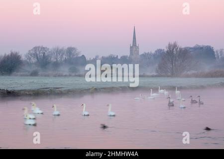 St Lawrence chiesa con cigni sul Tamigi in nebbia d'inverno all'alba, Lechlade-on-Thames, Cotswolds, Gloucestershire, Inghilterra, Regno Unito Foto Stock