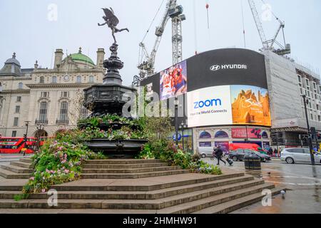 10 febbraio 2022. Statua della fontana di Eros a cascata con fiori selvatici britannici a Piccadilly Circus, Londra, Regno Unito Foto Stock