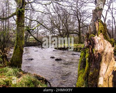 Un piccolo ruscello che scorre attraverso un piccolo bosco nel Lake District, Regno Unito, con un muschio coperto rotto di ceppo di albero in primo piano Foto Stock