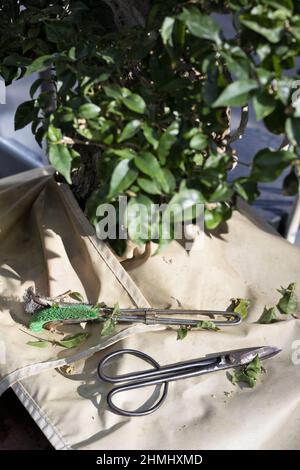 Le forbici di Bonsai e spazzolano sotto un albero di bonsai che viene tagliato al Pacific Bonsai Museum in Federal Way, Washington. Foto Stock