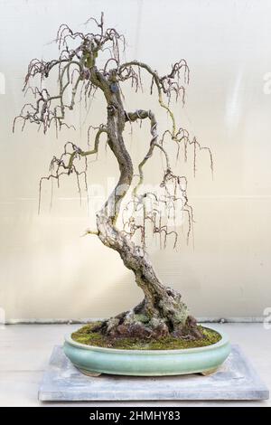 Albero di tamarisk bonsais in mostra al Pacific Bonsai Museum in Federal Way, Washington. Foto Stock