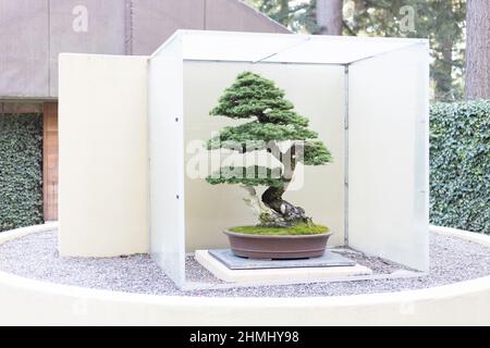 Western Hemlock bonsai in mostra al Pacific Bonsai Museum in Federal Way, Washington. Foto Stock