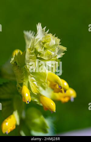 Rhinanthus glacialis fiore che cresce in prato Foto Stock