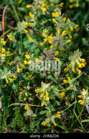 Rhinanthus glacialis fiore che cresce in prato, primo piano sparare Foto Stock