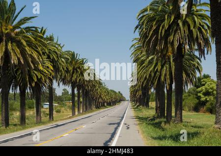 Bella vista della strada delle palme Canarie (Phoenix canariensis Hort. Ex Chabaud), situato sulla strada che conduce alla città di Colonia del Sacramento in Foto Stock