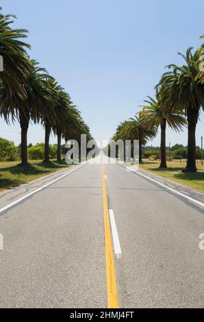 Bella vista della strada delle palme Canarie (Phoenix canariensis Hort. Ex Chabaud), situato sulla strada che conduce alla città di Colonia del Sacramento in Foto Stock