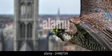 Falco pellegrino (Falco peregrinus) ritratto close-up di femmina che sorvola la città europea oltre la chiesa. Composito digitale Foto Stock