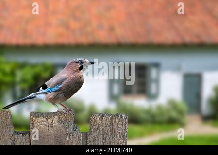 Giay Eurasiano (Garrulus glandarius) arroccato su una vecchia recinzione in legno in giardino di casa in campagna Foto Stock