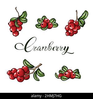 Rametto, foglia e bacche di mirtilli disegnati a mano. Illustrazione vettoriale colorata incisa. Illustrazione Vettoriale