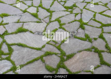 Erba che cresce tra le rocce. Foto Stock