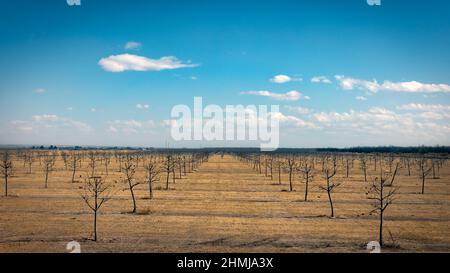 Una scena invernale del texas di pecan seghera file in una zona rurale vicino a San Elizario, Texas appena a sud di El Paso. Foto Stock