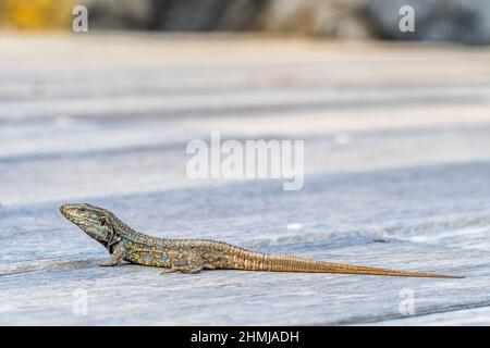 Sottospecie eisentrauti di Tenerife Lizard (Gallotia galoti eisentrauti), endemica di Tenerife, Isole Canarie, maschio. Foto Stock