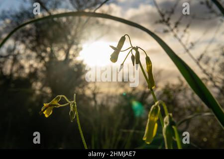 Primo piano di fiori selvatici mediterranei chiamati vinaigrettes, Oxalis pes-caprae, all'alba sull'isola di Maiorca, Spagna Foto Stock