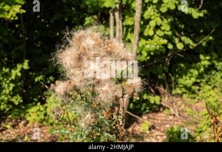 primo piano di un cardo strisciante appassito con semi soffici e setosi Foto Stock