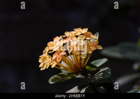 Giallo pesca rosa chiaro ombra Ixora fiori mazzo. Piante di Ixora che fioriscono alla luce del sole con fogliame delle foglie Foto Stock