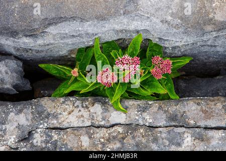 Palude palude di Asclepias incarnata palude; palude; Asclepias; incarnata; soulmate; rosa; calcare; carsico; grike; burren; contea di clare; irlanda; clar Foto Stock