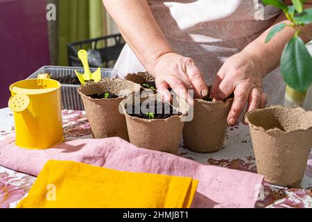 Mani di donna anziana in processo di cura e trapianto di piantine in pentole di torba a casa da finestra in luce solare. Attrezzi da giardino, annaffiatoio giallo Foto Stock