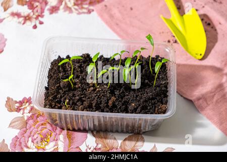 Pepe piantine in contenitore di plastica su una tovaglia con una stampa floreale alla luce del sole, scoop. Peperoni dolci fragili pronti per il trapianto Foto Stock