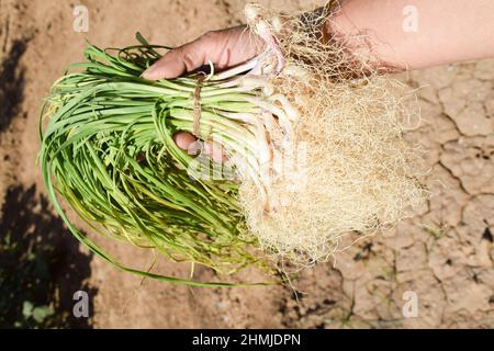 Femmina che tiene in mano cipolle primaverili o scalfoli anche noti come cipolle verdi con radici coltivate. Radici lunghe e foglie di primavera tenera azienda agricola di cipolle Foto Stock