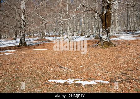 Legno di faggio (Fagus sylvatica) in inverno, Parco Regionale dei Monti Simbruini, Lazio, Italia Foto Stock