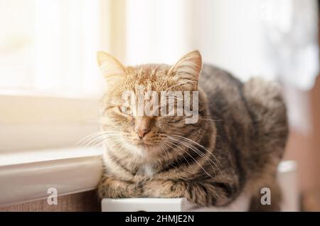 Il gatto tabby si trova sulla batteria. Il gatto si trova su un radiatore caldo. Foto Stock