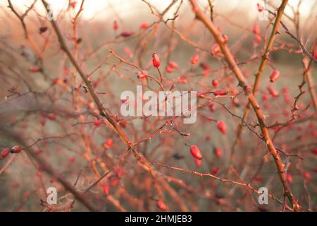 Cespuglio di rosa anca, bacche ricoperte di crosta di ghiaccio dopo congelamento pioggia, frammento, sfondo Foto Stock