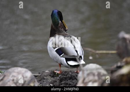 Primo piano immagine posteriore di un'anatra maliano Drake Mallard (Anas platyrhynchos) che predica il lato destro del collo contro uno sfondo sfocato d'acqua in inverno Foto Stock