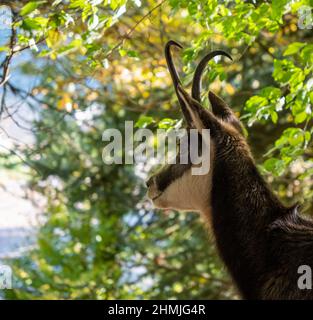 Un Rupcapra o Chamois in piedi nella foresta e guardando fuori Foto Stock