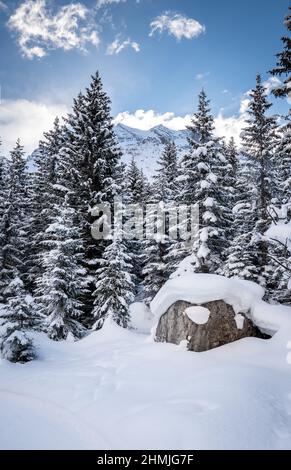 Paesaggio invernale con pini e rocce ricoperti da uno spesso strato di neve appena caduta, con cime di montagna sullo sfondo. Foto Stock