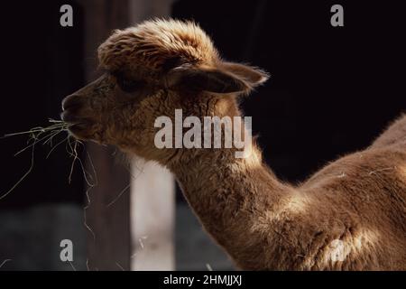 Un primo piano della testa di alpaca marrone nel campo verde in una giornata di sole Foto Stock