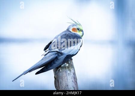 Cockatiel pappagallo giallo-grigio siede su un ramo di albero. Bei colori. Foto Stock