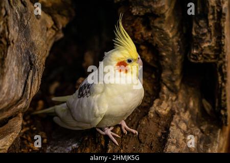 Cockatiel pappagallo giallo-grigio siede all'interno di un albero. Bei colori. Foto Stock