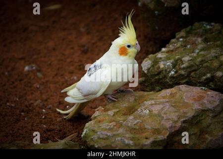 Cockatiel pappagallo giallo-grigio siede su una roccia. Bei colori. Foto Stock
