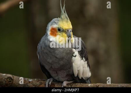 Cockatiel pappagallo giallo-grigio siede su un ramo di albero. Bei colori. Foto Stock