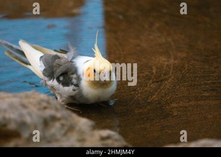 Il cockatiel di pappagallo giallo-grigio sta prendendo un bagno. Bei colori. Foto Stock