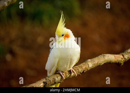 Cockatiel pappagallo giallo-grigio siede su un ramo di albero. Bei colori. Foto Stock