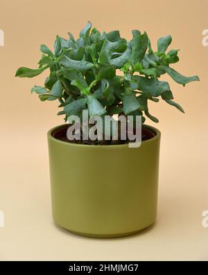 Primo piano di Cressula Arborescens succulente pianta in vaso Foto Stock