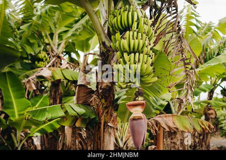 Due mazzi di banane che crescono su un albero sul plontaggio dell'isola di Mauritius. Foto Stock