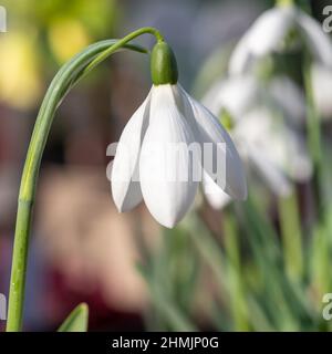 Macro colpo di una goccia di neve più grande (galanthus elwesii) fiore in fiore Foto Stock