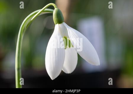 Macro colpo di una goccia di neve più grande (galanthus elwesii) fiore in fiore Foto Stock