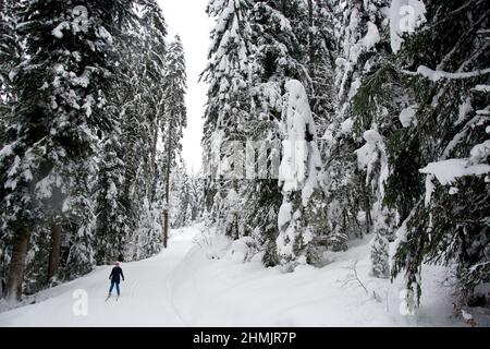 Langläufer in winterlicher Märchenlandschaft im Waadtländer Jura Foto Stock