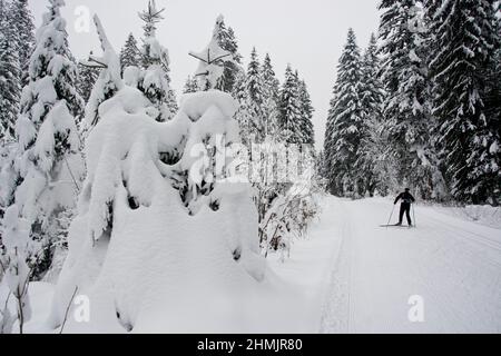 Langläufer in winterlicher Märchenlandschaft im Waadtländer Jura Foto Stock