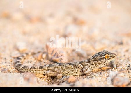 Gecko delle Canarie orientali o gecko delle pareti delle Canarie (Tarentola angustimentalis) endemico delle isole Canarie orientali. Foto Stock