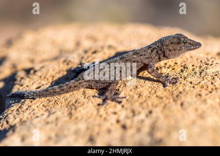 Gecko Tenerife o gecko da parete di Tenerife (Tarentola delalandii), endemico delle Isole Canarie. Foto Stock