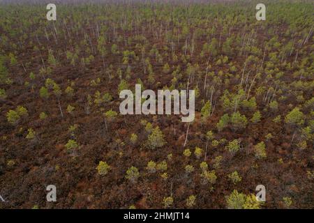 Palude con piccoli alberi di abete rosso e pino. Paesaggio selvaggio di guglie. Paludi dell'Europa orientale e torbiere. Riserva ecologica nella fauna selvatica. Paludi al nat selvaggio Foto Stock