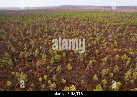 Palude con piccoli alberi di abete rosso e pino. Paesaggio selvaggio di guglie. Paludi dell'Europa orientale e torbiere. Riserva ecologica nella fauna selvatica. Paludi al nat selvaggio Foto Stock