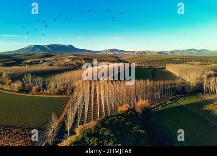 Punto di vista del drone aereo piantato alberi di boschetto in file e campi agricoli, scenario di vista delle terre coltivate dall'alto, gregge di uccelli volanti in Foto Stock